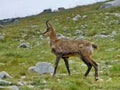 Chamois in Pirin National park near Vihren. Royalty Free Stock Photo